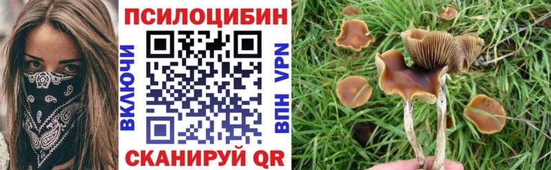 Купить закладки  Тында  Псилоцибиновые грибы Psilocybine cubensis 